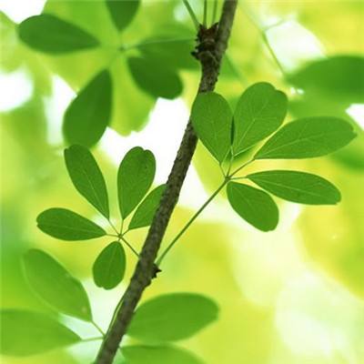 大荒ol游戏下载